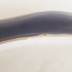 Antique Oval Tray with Handles, An Alexandra Works Royal Vienna Tray....Play the video - Image 7