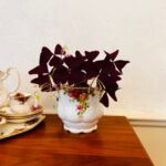 Royal Albert Old Country Roses Porcelain Flower Pot – English Bone China Planter - Image 2