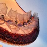 Dresden Porcelain Lady Figurine Lamp: Lace Victorian Style, Made in Germany - Image 7